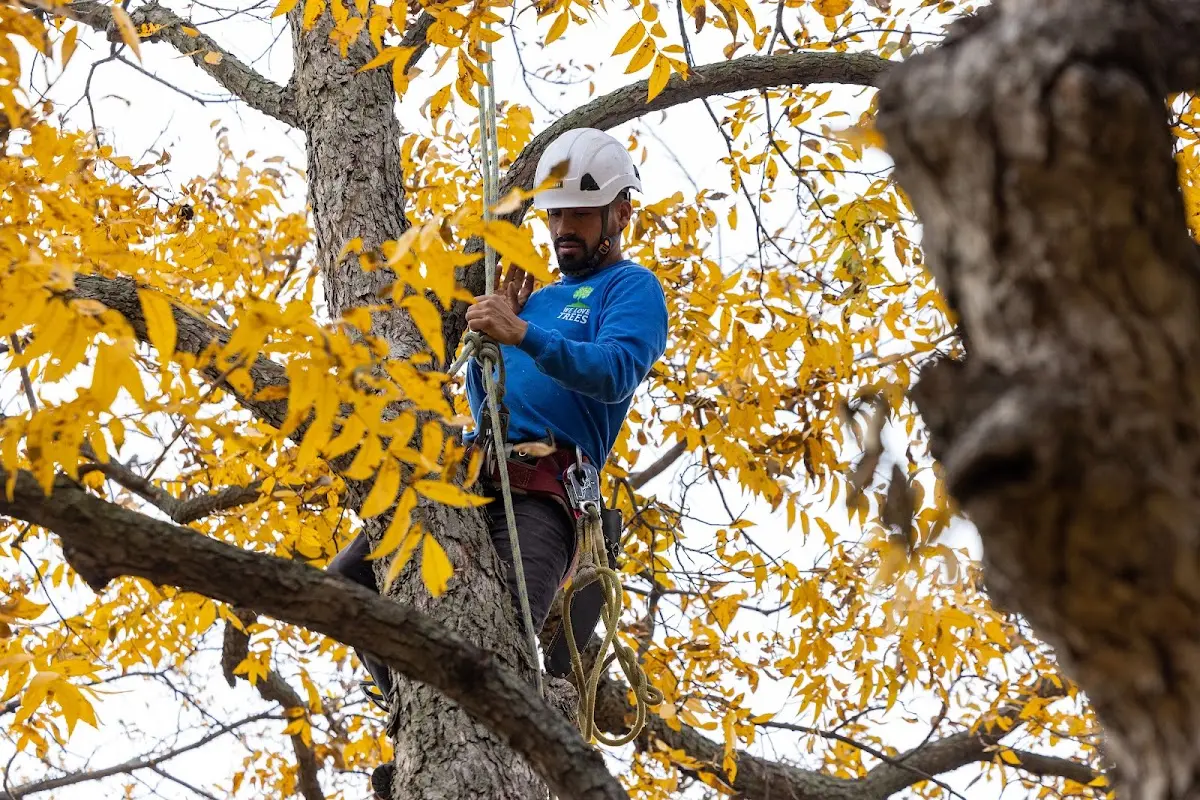 Skilled Tree Transplanting crew working in Whitney
